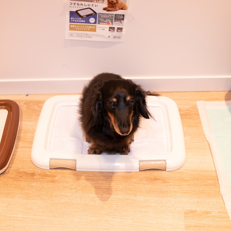 徹底比較 犬用トイレトレーのおすすめ人気ランキング16選 Mybest