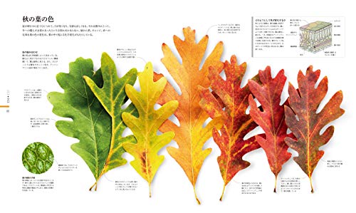 FLORA 図鑑 植物の世界 4