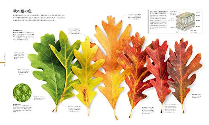 FLORA 図鑑 植物の世界 4