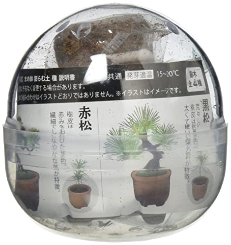 育てるカプセル まめ盆栽 2