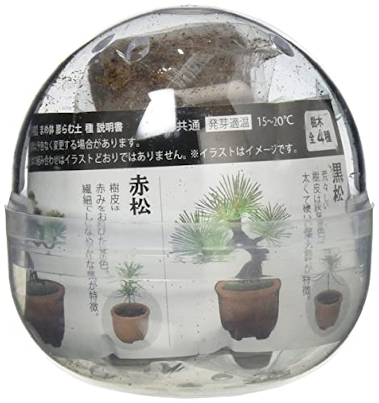 育てるカプセル まめ盆栽 2