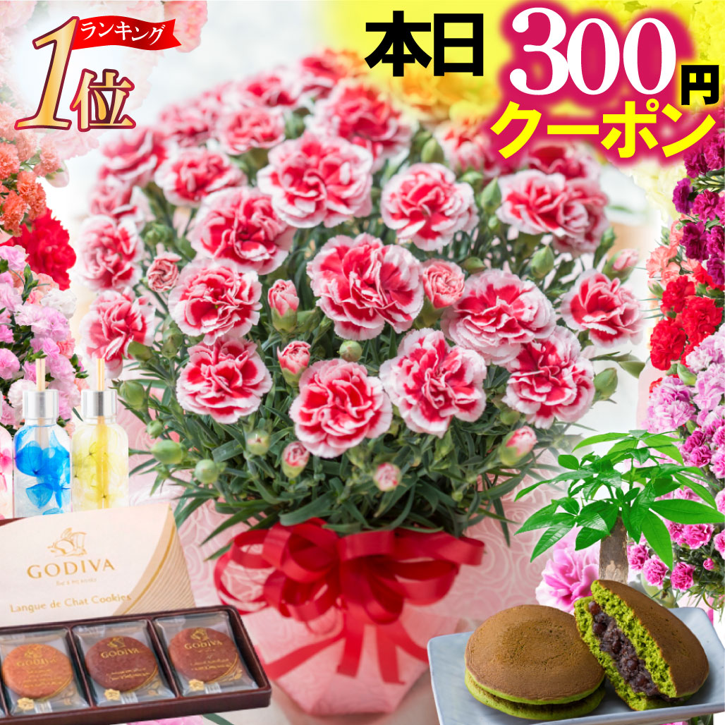 Fleur Town カーネーション 鉢植え 1