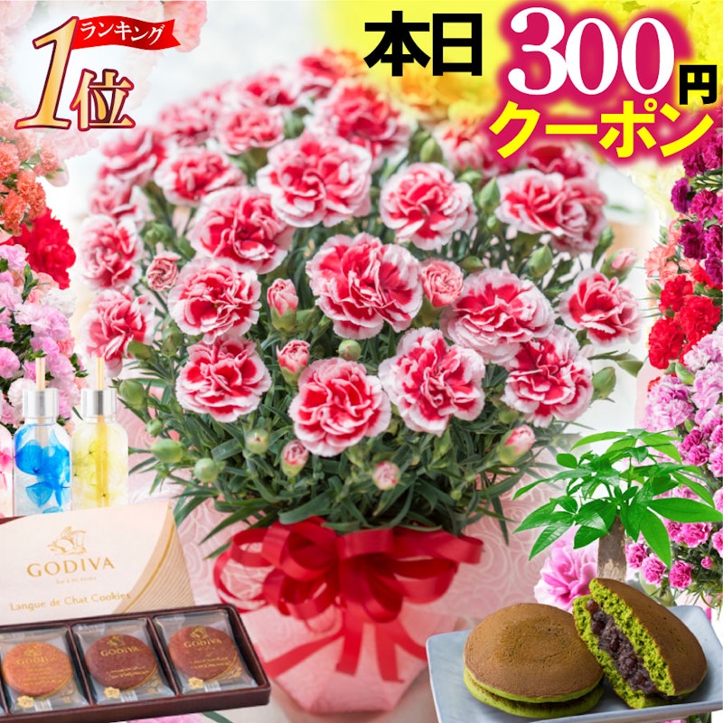 Fleur Town カーネーション 鉢植え 1
