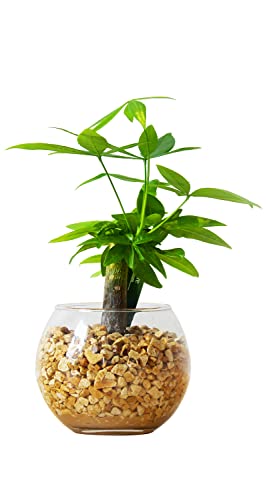 2023年】小さい観葉植物のおすすめ人気ランキング16選 | mybest