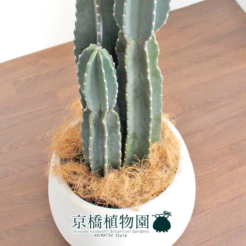 2021年 サボテンのおすすめ人気ランキング11選 Mybest