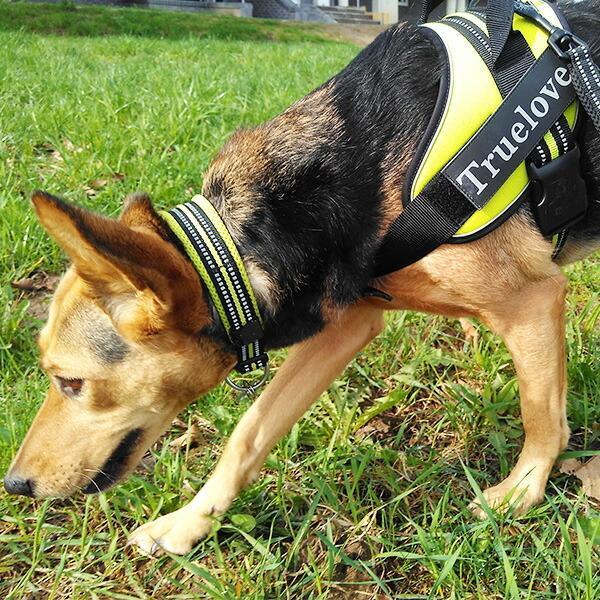 犬用首輪 8