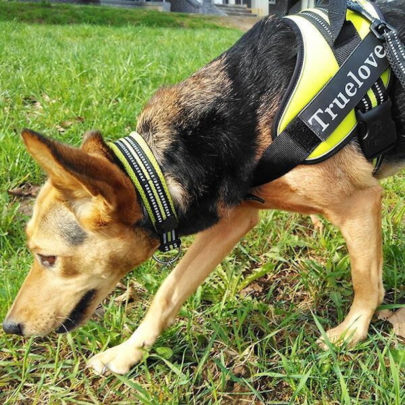 犬用首輪 8