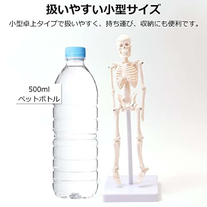 人体模型 3