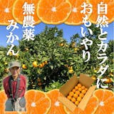 無農薬みかんのおすすめ人気ランキング【2026年6月】 5