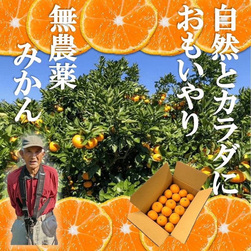 無農薬みかん 1