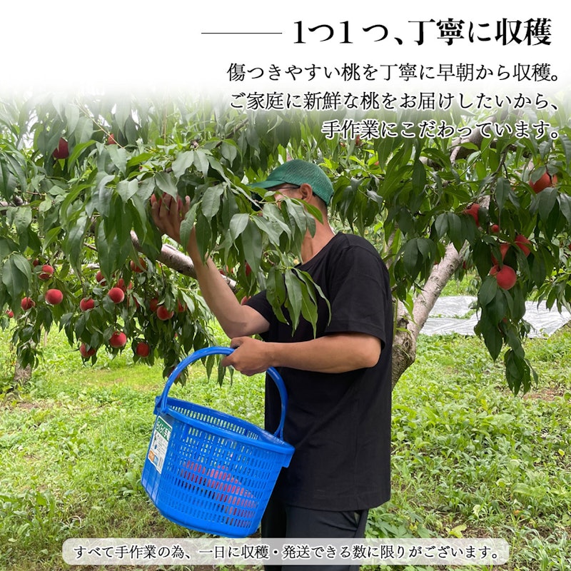 白桃 5