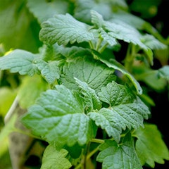 22年 ハーブ初心者向け苗のおすすめ人気ランキング10選 Mybest 22年 ハーブ初心者向け苗のおすすめ人気ランキング10選 Mybest