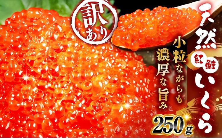 天然紅鮭いくら 醤油漬け 1