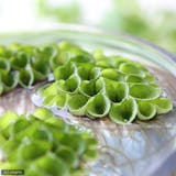 ビオトープ向け水草のおすすめ人気ランキング【2026年8月】 5