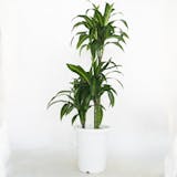 大型観葉植物のおすすめ人気ランキング【2026年7月】 4