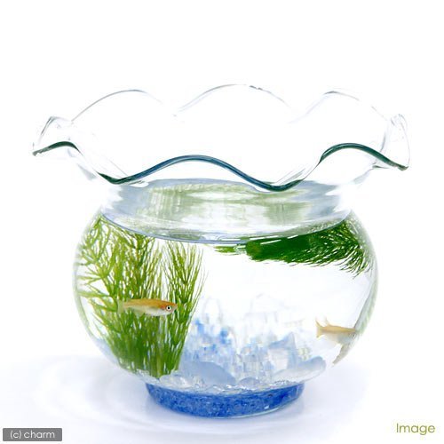 22年 熱帯魚用水草のおすすめ人気ランキング10選 Mybest