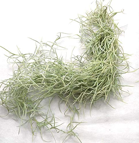 21年 エアプランツのおすすめ人気ランキング15選 Mybest