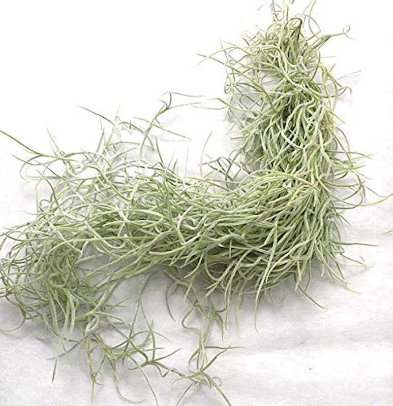 21年 エアプランツのおすすめ人気ランキング15選 Mybest 21年 エアプランツのおすすめ人気ランキング15選 Mybest