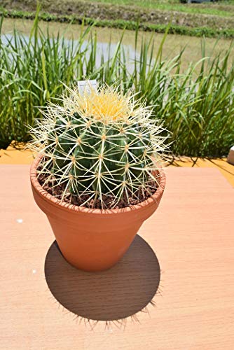 21年 サボテンのおすすめ人気ランキング11選 Mybest