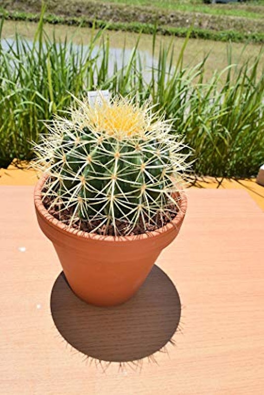 サボテンの王様 金鯱 1