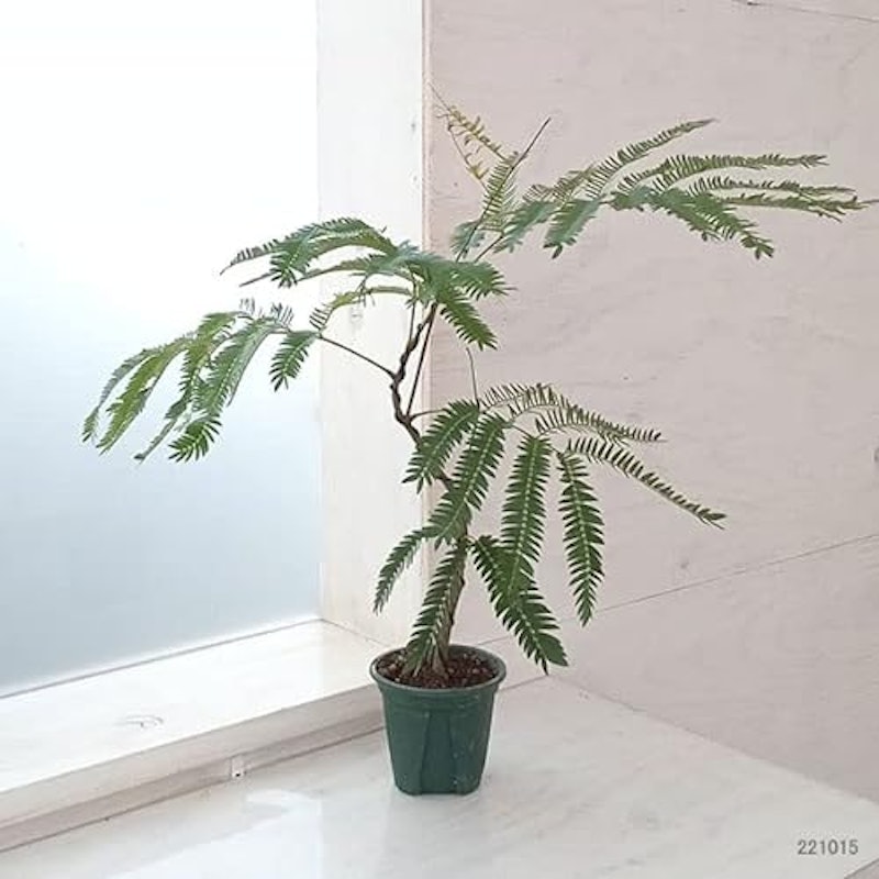 エバーフレッシュ 1