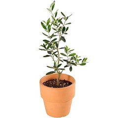 21年 プレゼント鉢植えのおすすめ人気ランキング28選 Mybest 21年 プレゼント鉢植えのおすすめ人気ランキング28選 Mybest