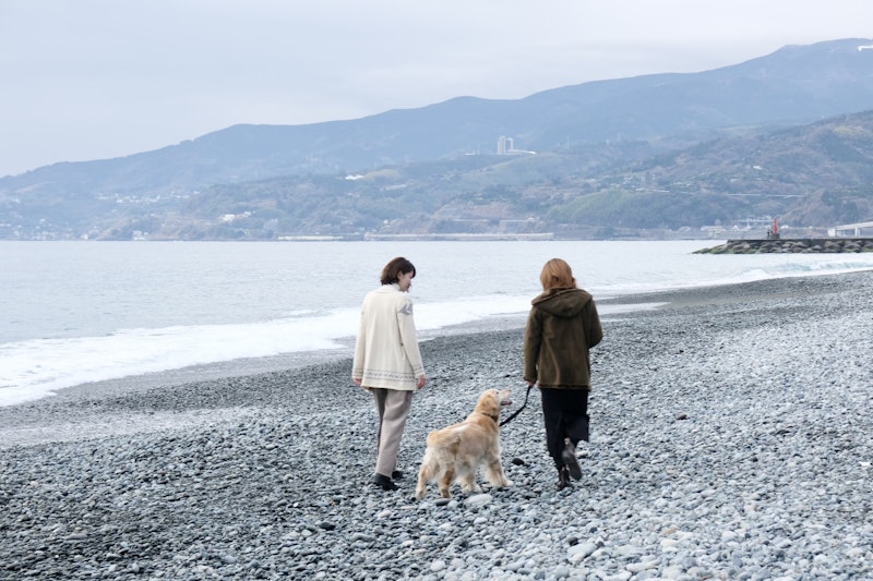 いぬと海辺 1