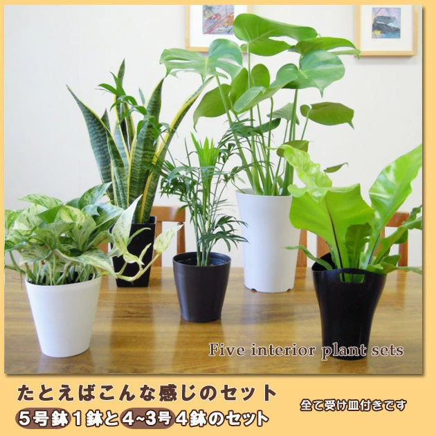 21年 観葉植物のおすすめ人気ランキング30選 Mybest