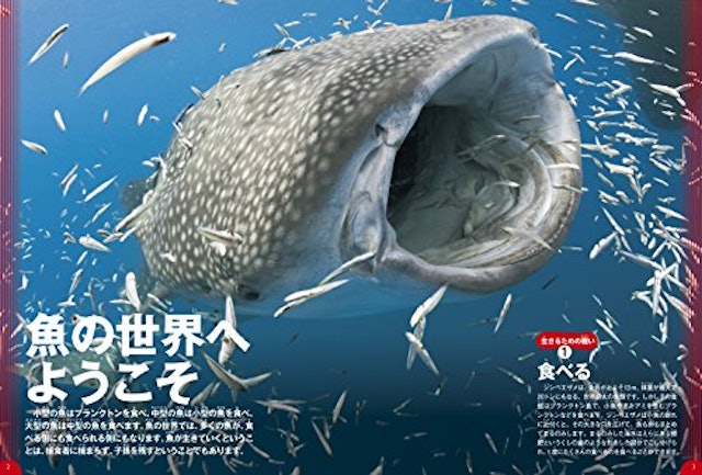 21年 魚図鑑のおすすめ人気ランキング15選 Mybest 21年 魚図鑑のおすすめ人気ランキング15選 Mybest