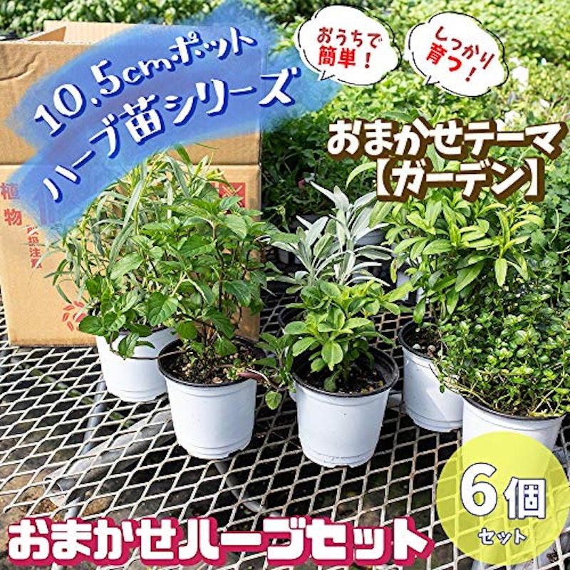 おまかせハーブセット 2