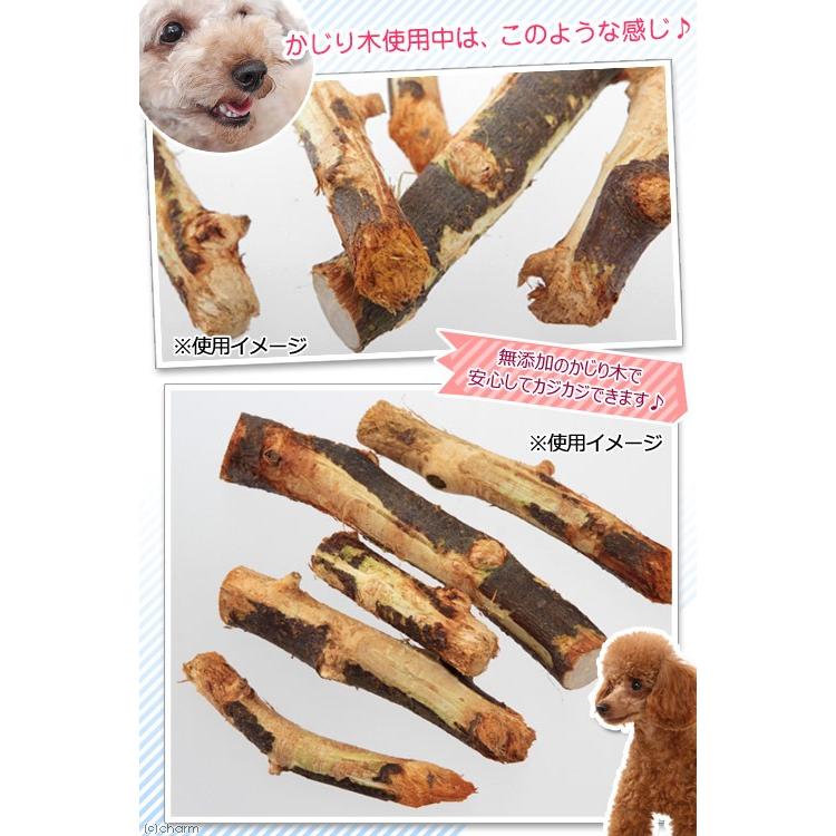 さくらんぼの木 4