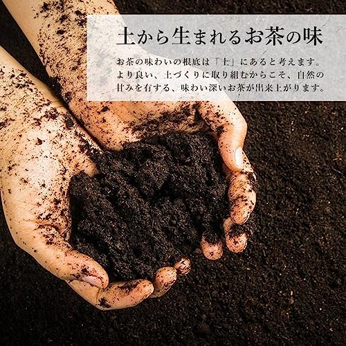 深蒸し煎茶 知覧 金印 4