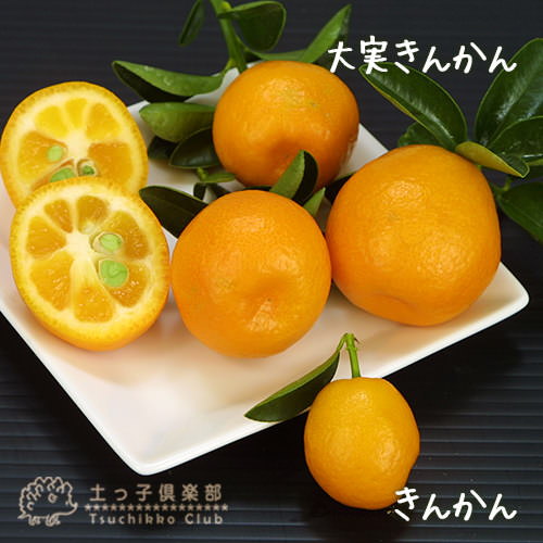  大実キンカン  福寿 3