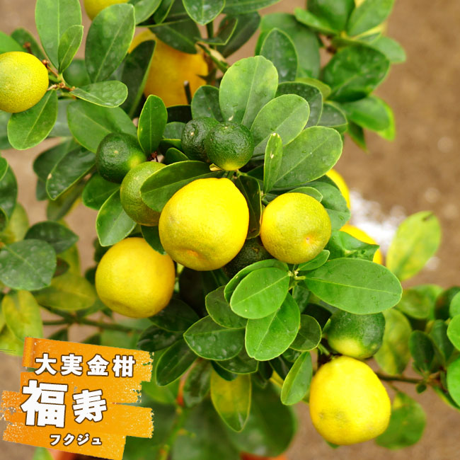 大実金柑 福寿 2年生 接ぎ木 苗木 1