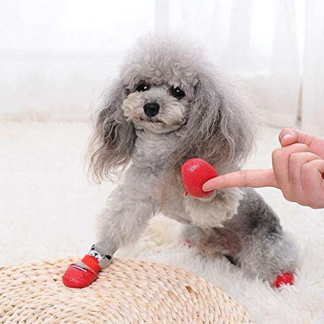 犬用靴 靴下のおすすめ人気ランキング15選 おしゃれで実用性も Mybest 犬用靴 靴下のおすすめ人気ランキング15選 おしゃれで実用性も Mybest