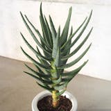 地植えにおすすめの多肉植物のおすすめ人気ランキング【屋外でも育つ!2026年5月】 4