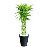 大型観葉植物のおすすめ人気ランキング【2026年9月】 3