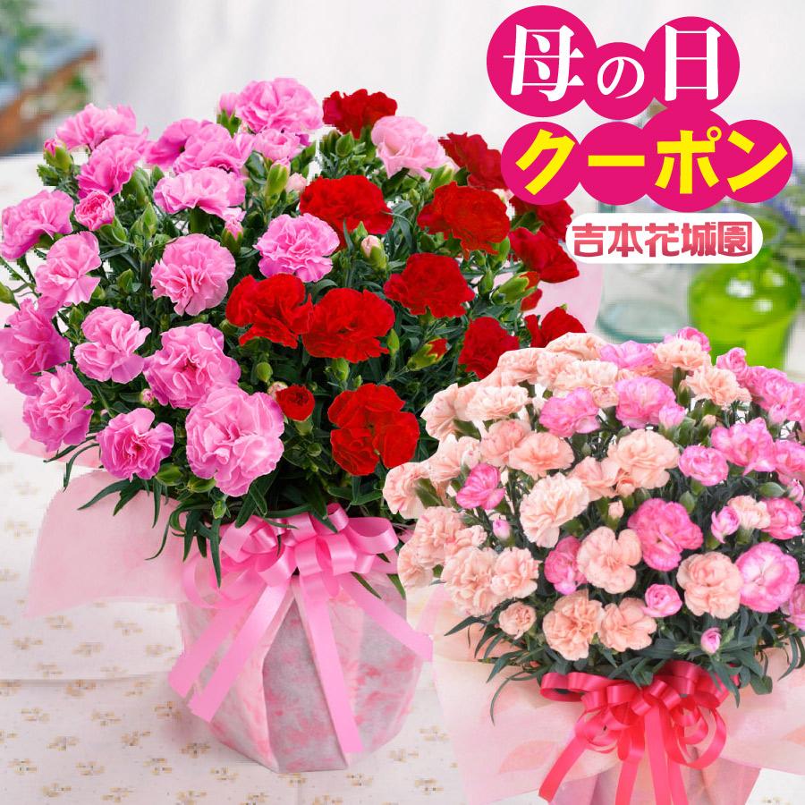 大きなカーネーション 鉢植え 1
