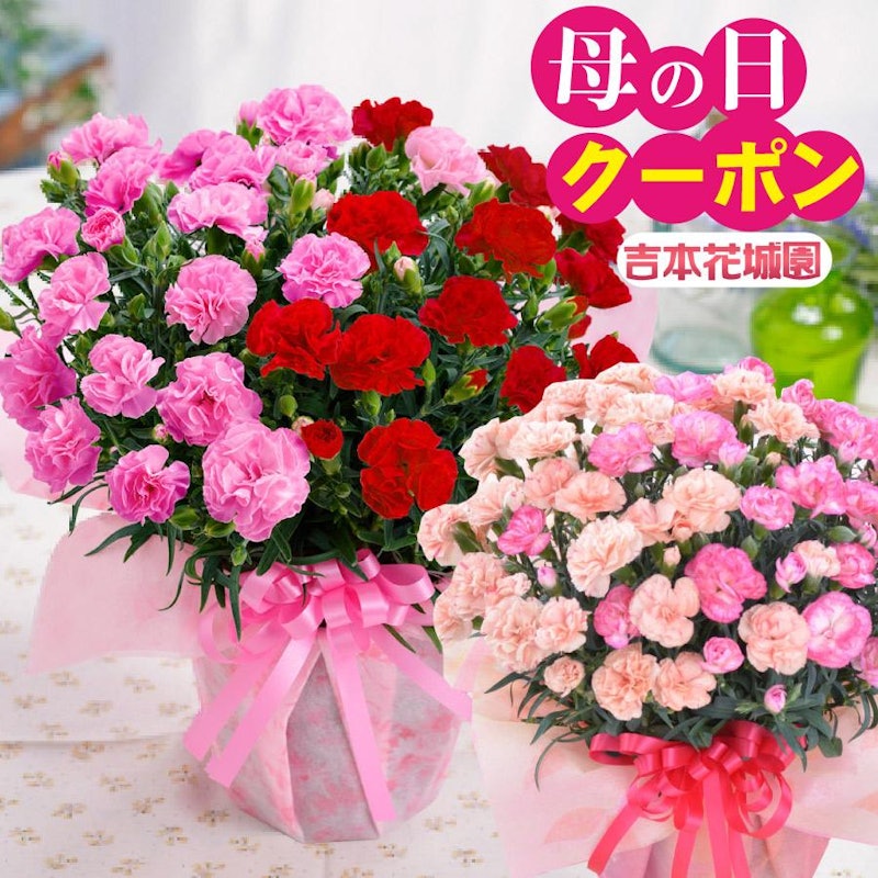 大きなカーネーション 鉢植え 1