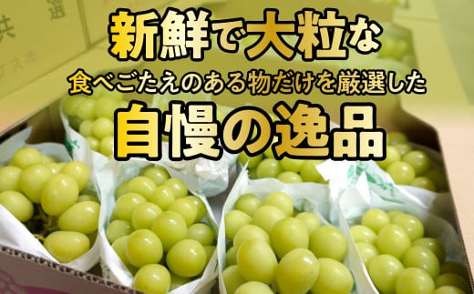 シャインマスカット 3