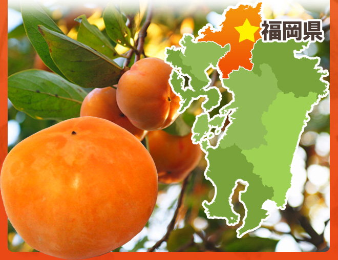 福岡産 訳あり富有柿 5