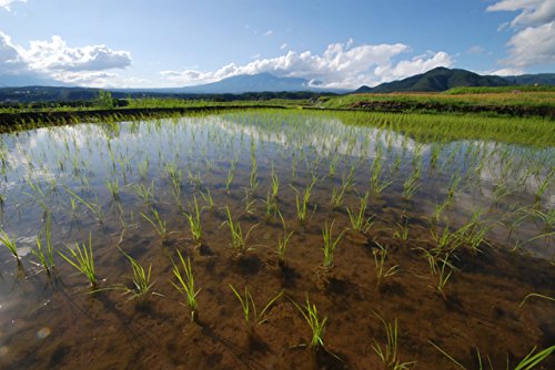 熊本県産 黒米 4