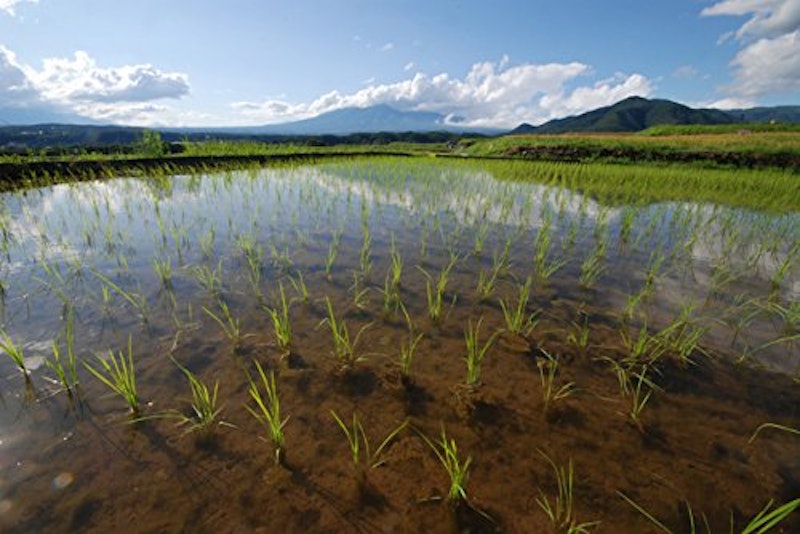 熊本県産 黒米 4