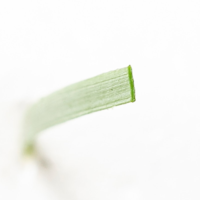 敷くだけ人工芝 6