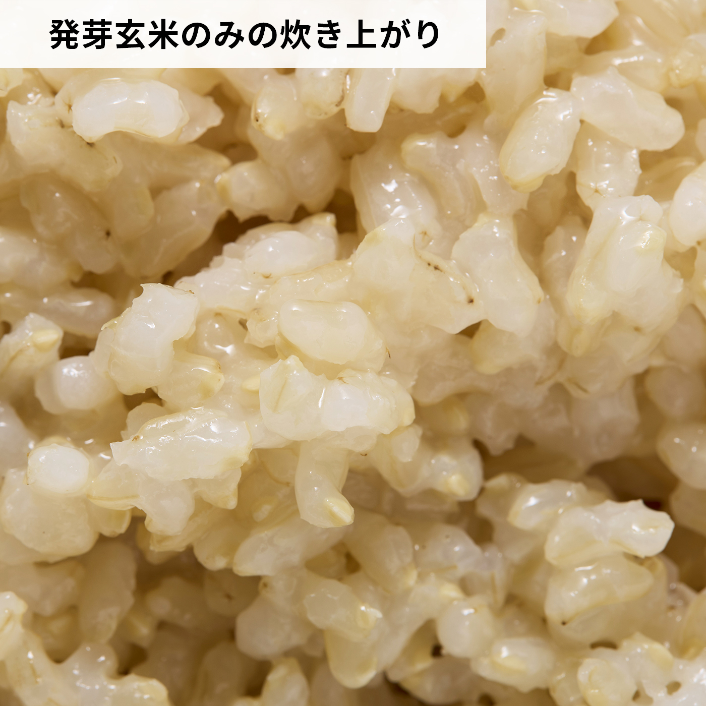 発芽玄米 無洗米 6