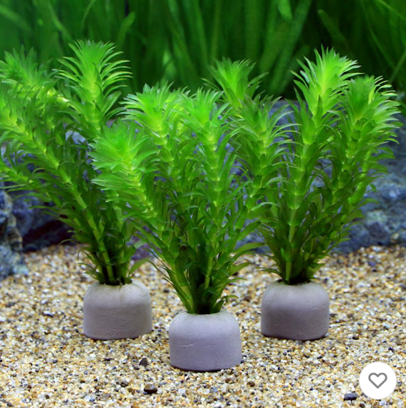 水草 1