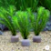チャーム 水草 1