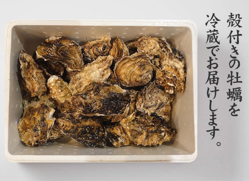 訳あり・数量限定 生食用殻付き牡蠣 4