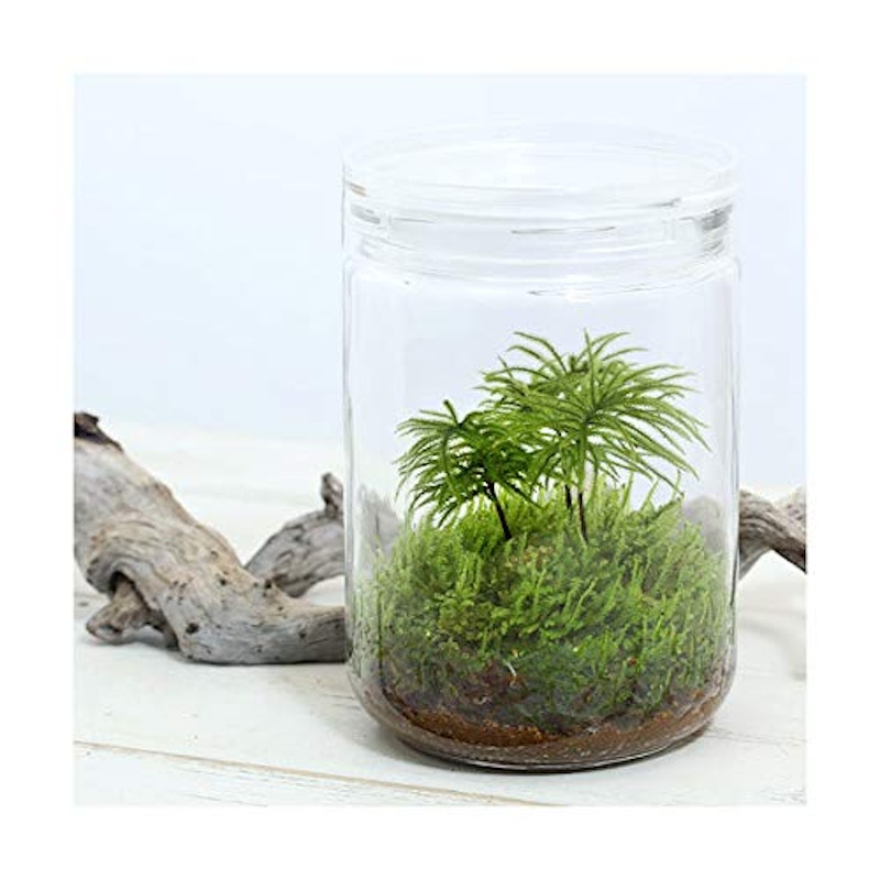 苔Terrarium 1