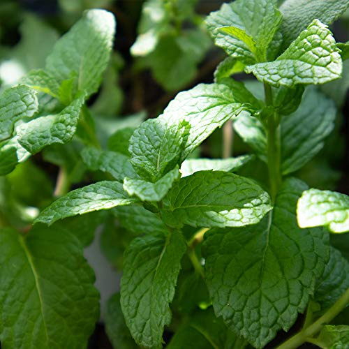 21年 虫除け用ハーブの鉢のおすすめ人気ランキング10選 Mybest